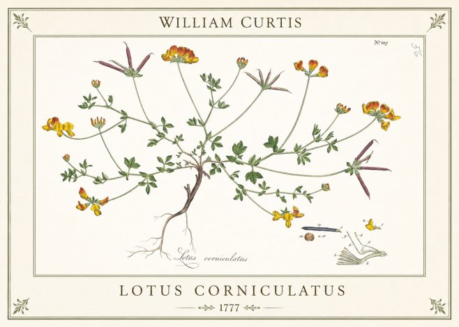 William Curtis Bird's-foot Trefoil No6 - Póster