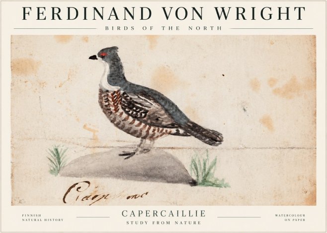 Ferdinand von Wright Grouse No2 - Póster