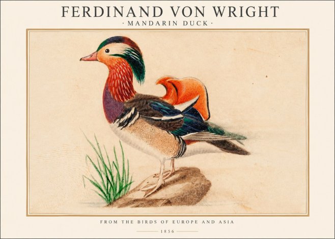 Ferdinand von Wright Mandarin Duck No1 - Póster