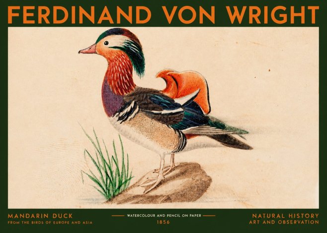 Ferdinand von Wright Mandarin Duck No2 - Póster