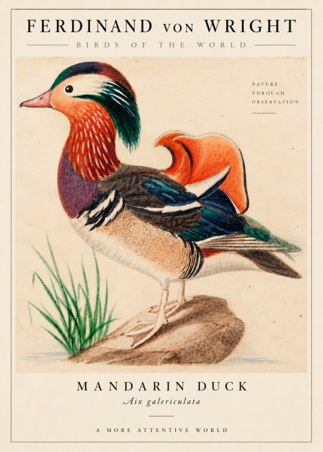 Ferdinand von Wright Mandarin Duck No6 - Póster