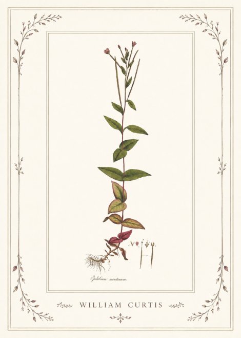 William Curtis Epilobium Montanum. No1 - Póster