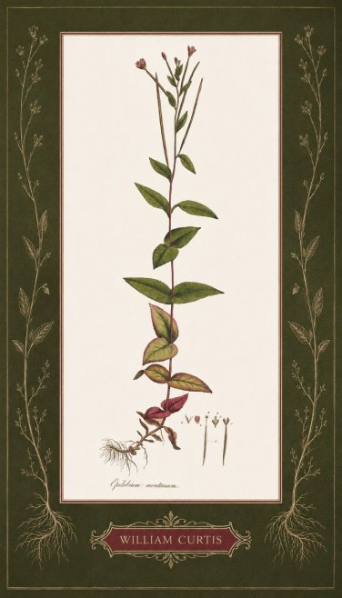 William Curtis Epilobium Montanum. No5 - Póster