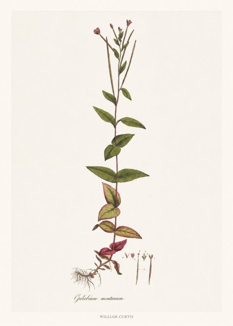 William Curtis Epilobium Montanum. No6 - Póster