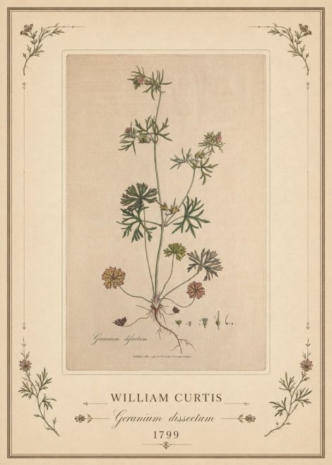 William Curtis Geranium Dissectum II No1 - Póster