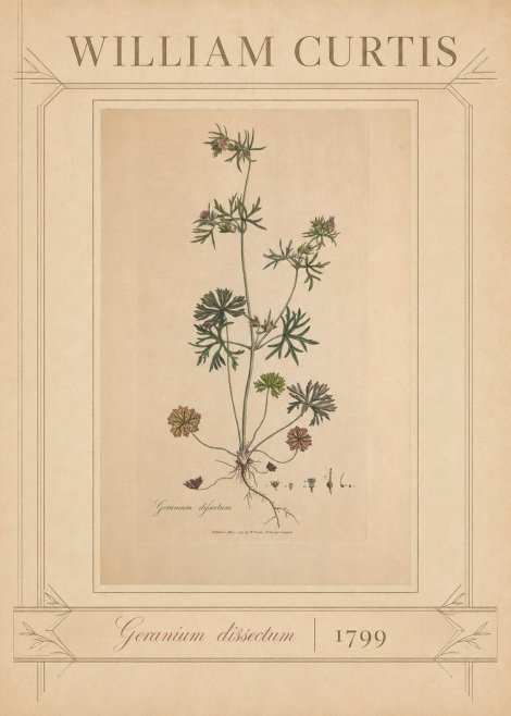 William Curtis Geranium Dissectum II No3 - Póster