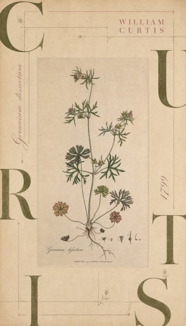 William Curtis Geranium Dissectum II No6 - Póster