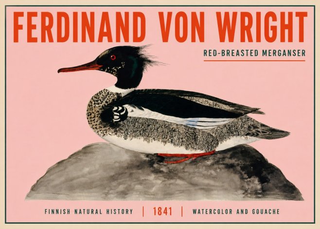 Ferdinand von Wright Red-breasted Merganser No3 - Póster