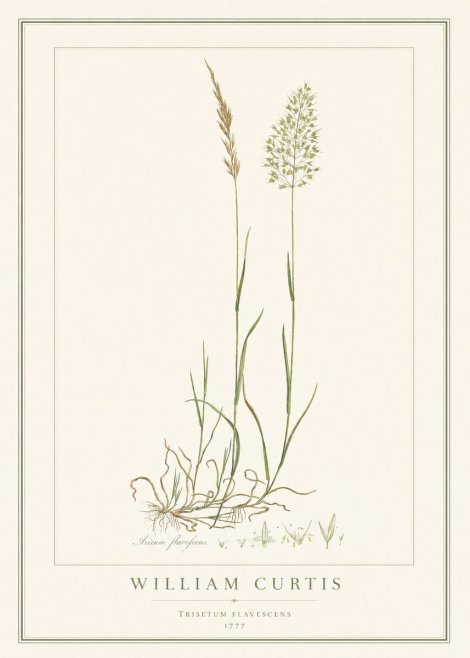 William Curtis Trisetum Flavescens III No1 - Póster