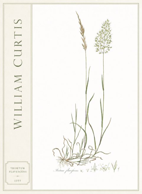 William Curtis Trisetum Flavescens III No2 - Póster