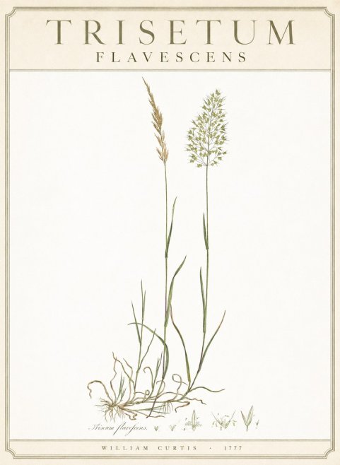 William Curtis Trisetum Flavescens III No3 - Póster