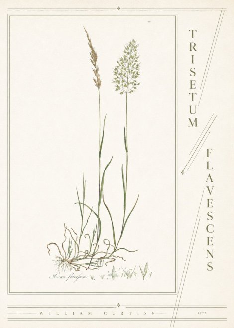 William Curtis Trisetum Flavescens III No4 - Póster