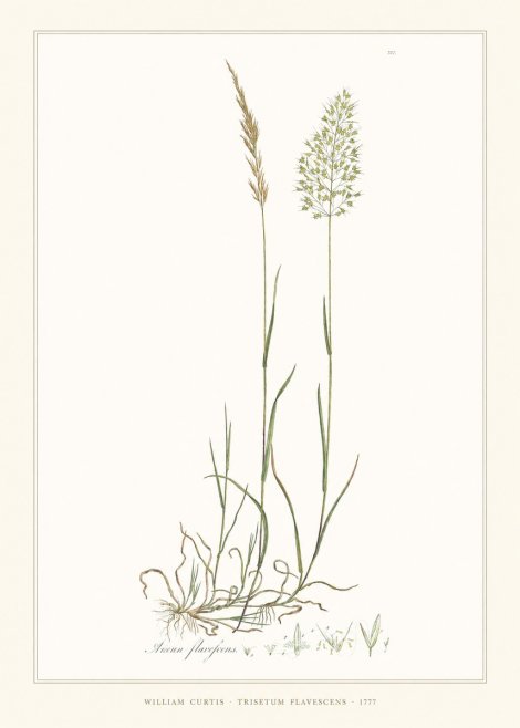 William Curtis Trisetum Flavescens III No6 - Póster
