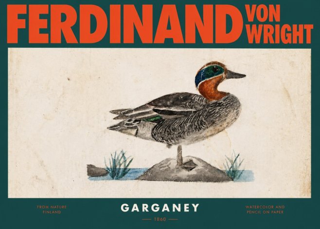 Ferdinand von Wright Garganey No2 - Póster
