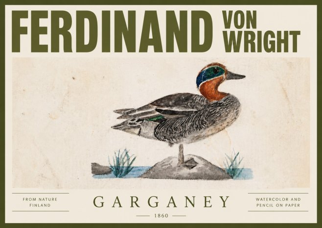 Ferdinand von Wright Garganey No4 - Póster