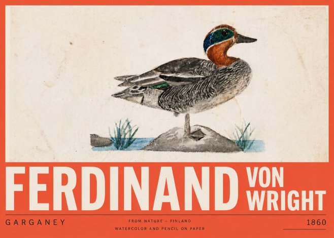 Ferdinand von Wright Garganey No5 - Póster