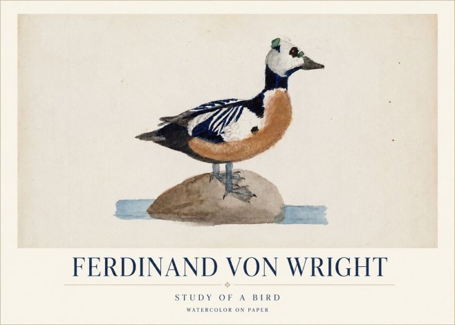 Ferdinand von Wright Study of a Bird No1 - Póster