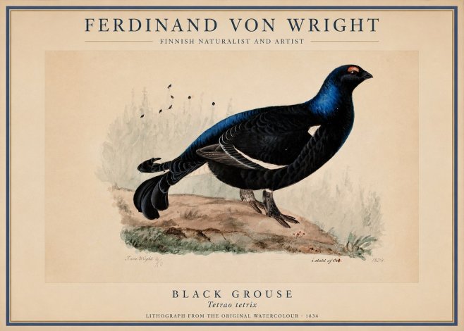 Ferdinand von Wright Black Grouse No1 - Póster
