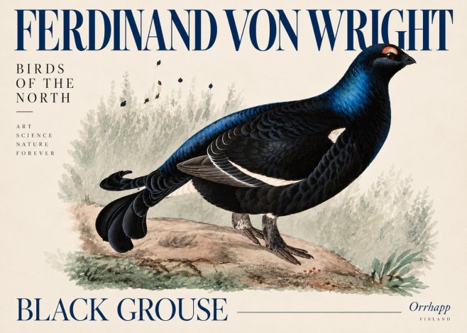 Ferdinand von Wright Black Grouse No5 - Póster