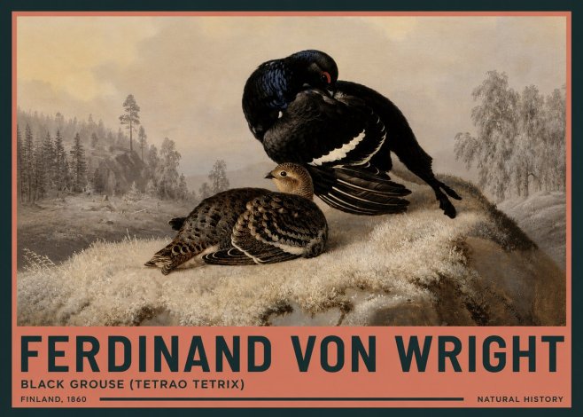 Ferdinand von Wright Black Grouse (Tetrao Tetrix) No3 - Póster