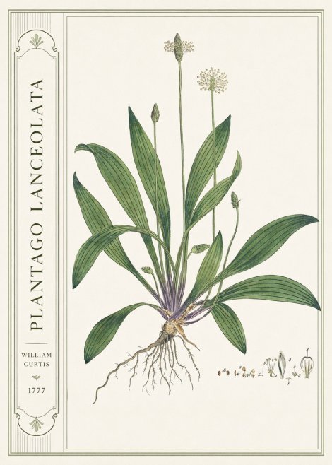 William Curtis Plantago Lanceolata IV No2 - Póster
