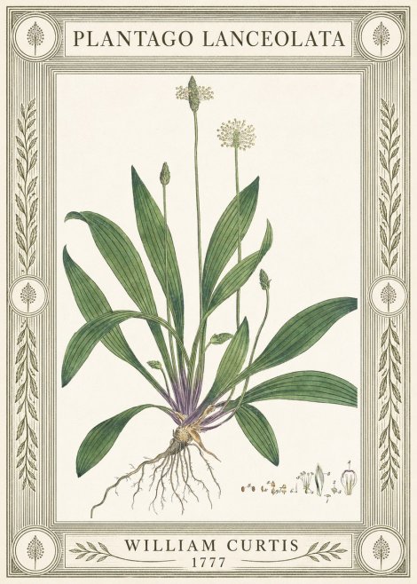 William Curtis Plantago Lanceolata IV No4 - Póster