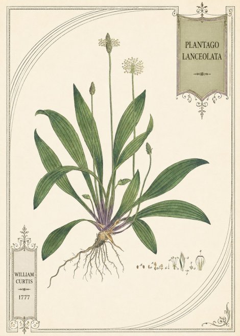 William Curtis Plantago Lanceolata IV No5 - Póster