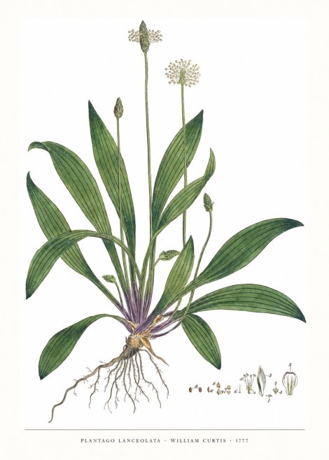 William Curtis Plantago Lanceolata IV No6 - Póster
