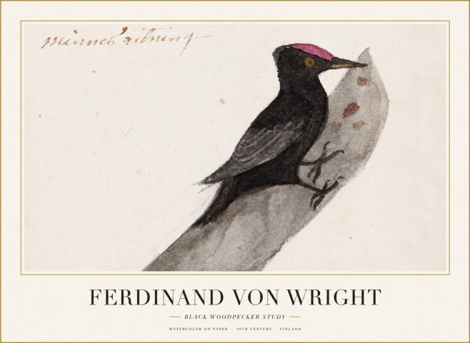 Ferdinand von Wright Black Woodpecker Study No1 - Póster