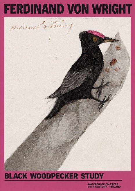 Ferdinand von Wright Black Woodpecker Study No2 - Póster