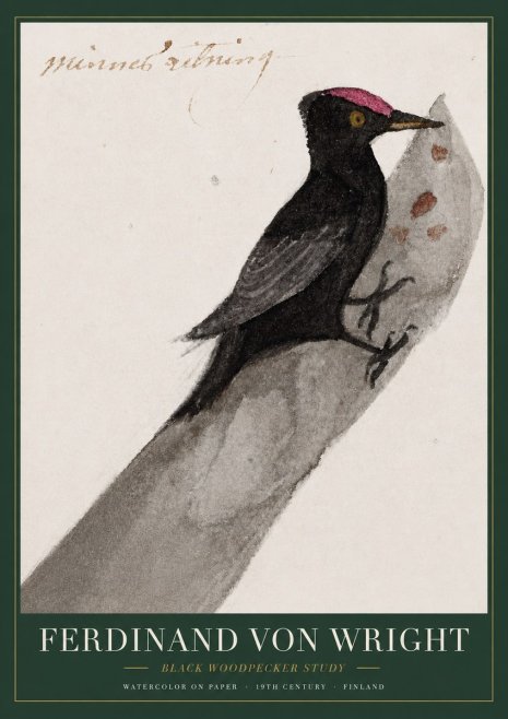 Ferdinand von Wright Black Woodpecker Study No3 - Póster