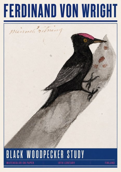 Ferdinand von Wright Black Woodpecker Study No4 - Póster