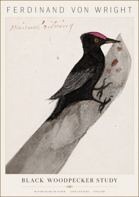 Ferdinand von Wright Black Woodpecker Study No6 - Póster