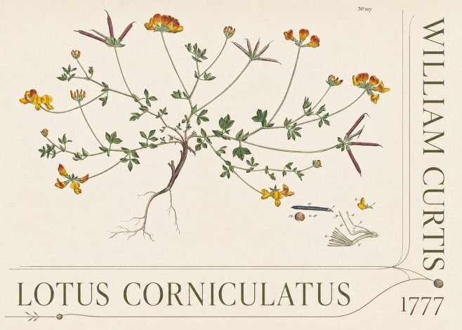 William Curtis Lotus Corniculatus III No5 - Póster