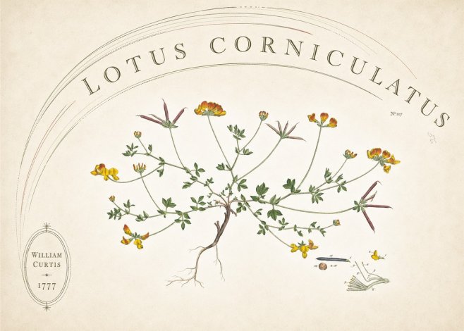 William Curtis Lotus Corniculatus III No6 - Póster