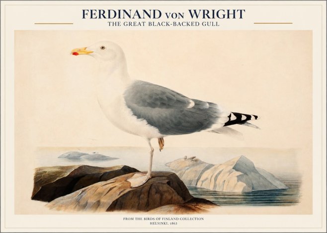 Ferdinand von Wright The Great Black-backed Gull No1 - Póster