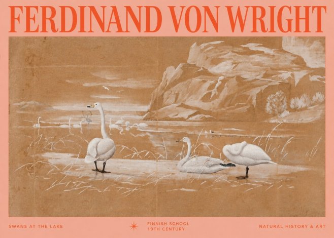 Ferdinand von Wright Swans at the Lake No2 - Póster