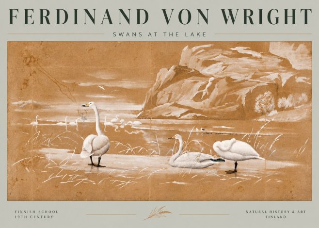 Ferdinand von Wright Swans at the Lake No6 - Póster