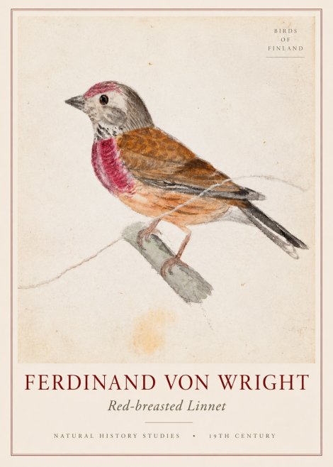 Ferdinand von Wright Bird Study No3 - Póster