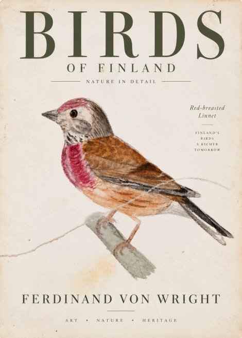 Ferdinand von Wright Bird Study No4 - Póster