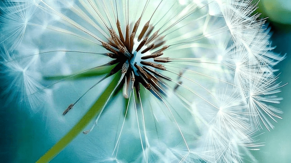 Dandelion Whispers
