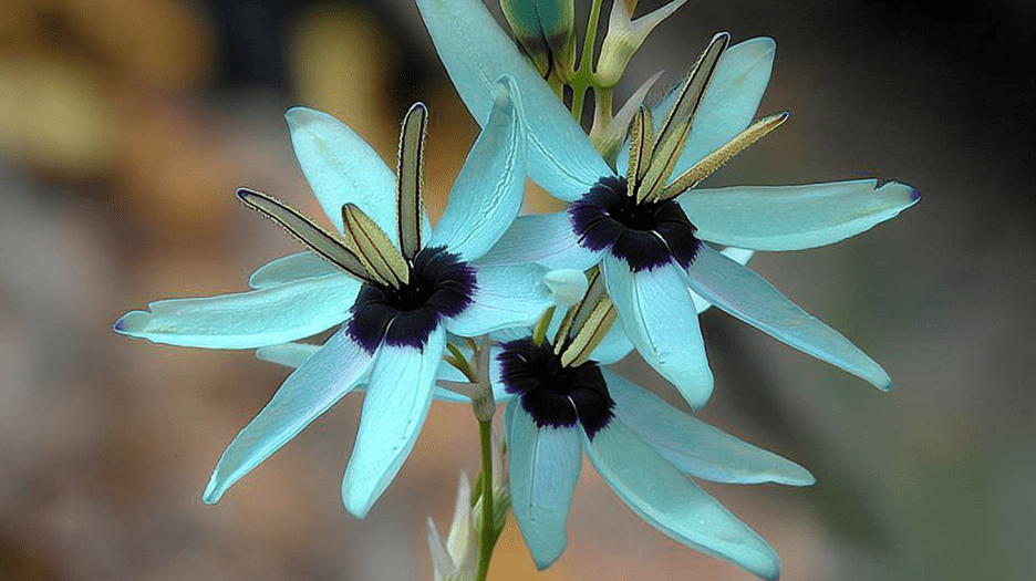 Twilight Orchid