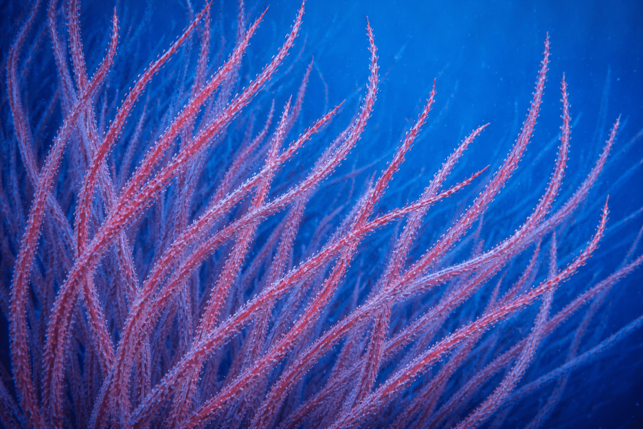 Coral Garden