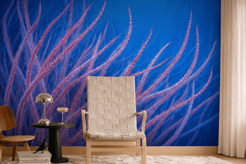 Coral Garden