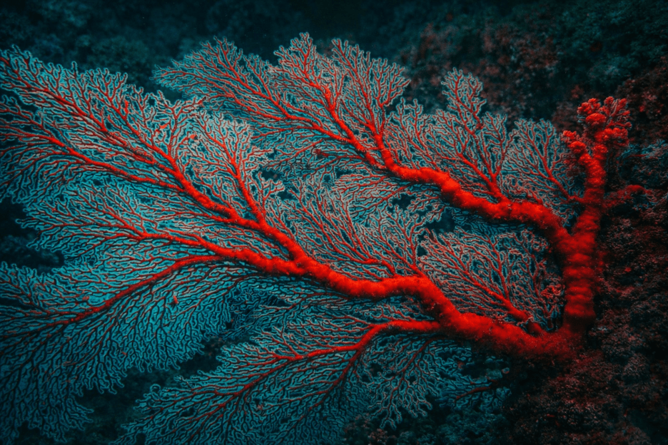Luminous Coral Veins