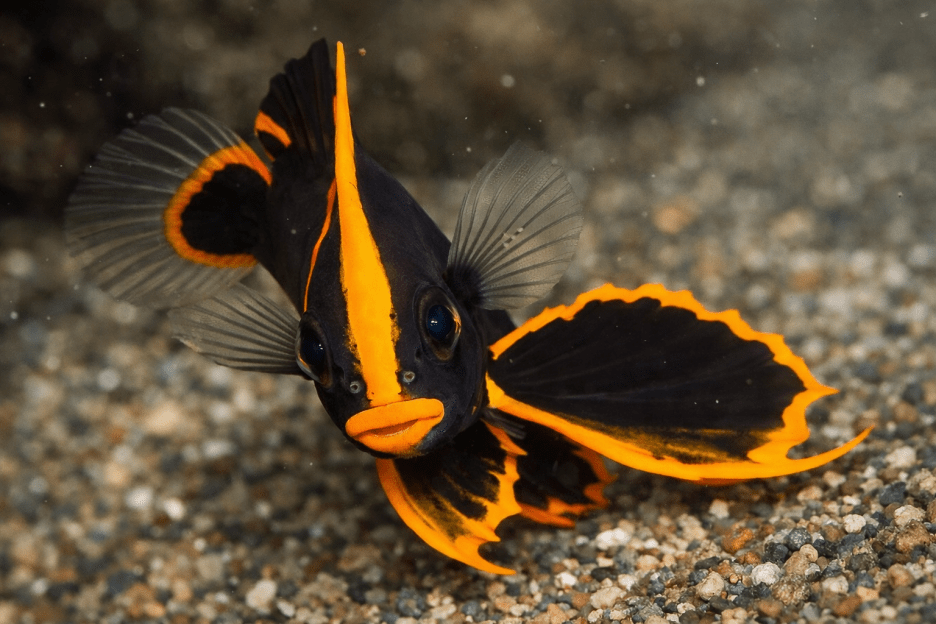 Striking Flare Mural