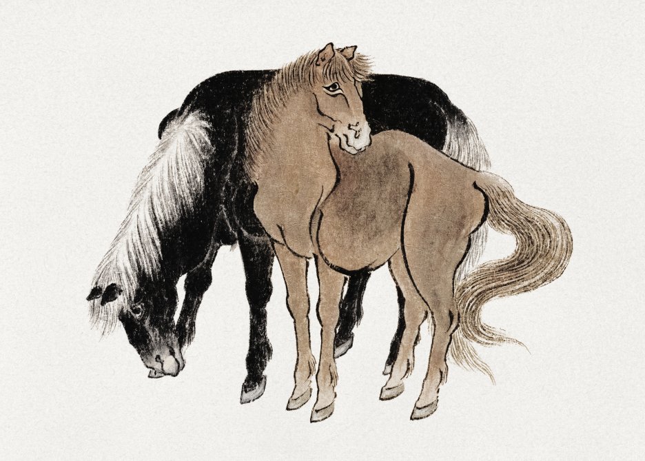 Equine Companionship