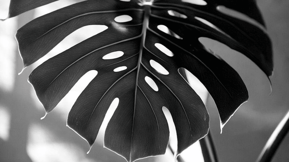 Monstera Shadow
