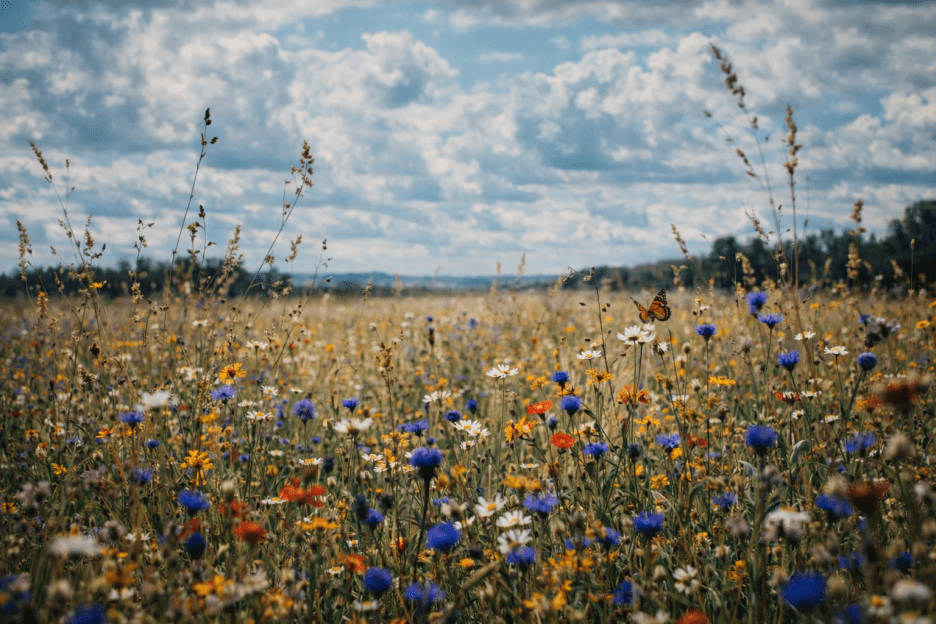Wildflower Field