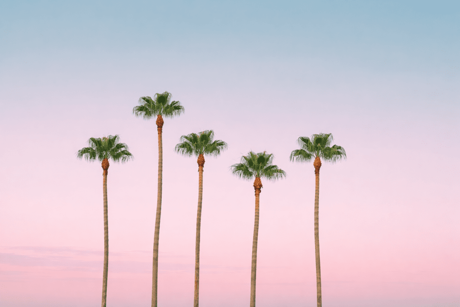 Palmetto Mirage